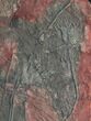 Large, x Scyphocrinites Crinoid Plate - Morocco #45098-3